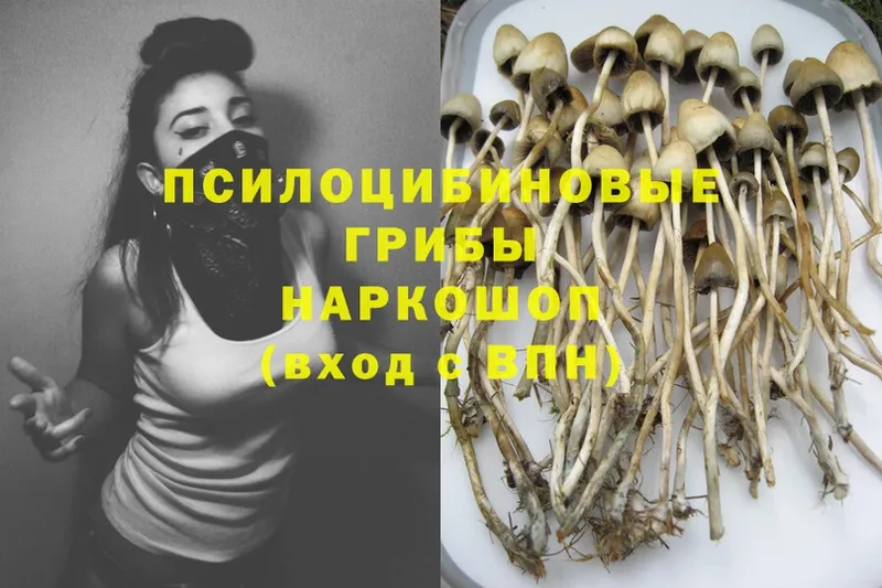 Псилоцибиновые грибы Psilocybine cubensis  Ипатово 